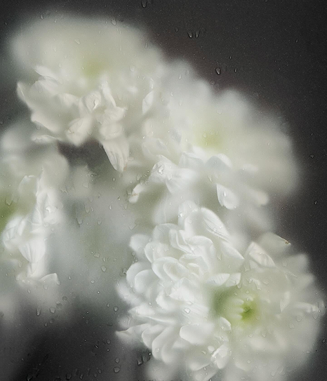 White jasmine flowers